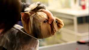 Jaké nůžky si vyberou pro psy účesy